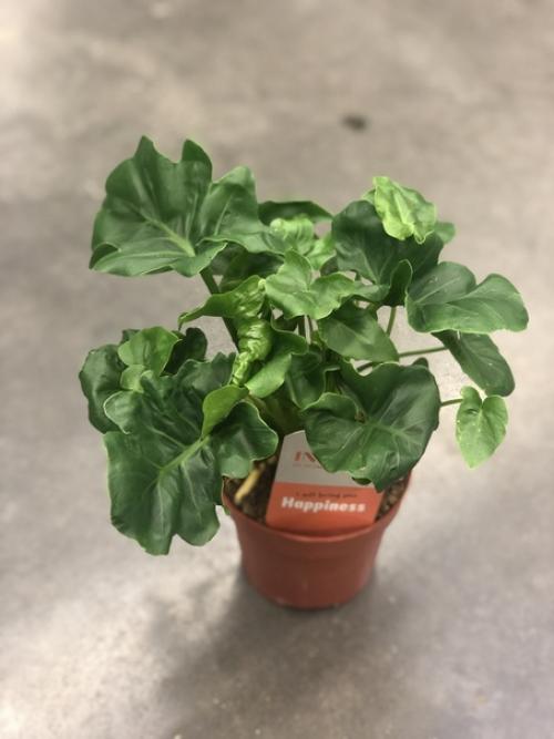 Ванную комнату живой зеленью - модное решение украсить. 02