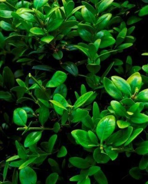 Самшит в ландшафте сада. 01