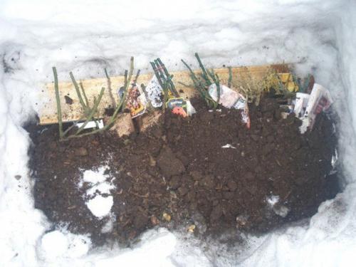 Хранение саженцев кустарников зимой. 06