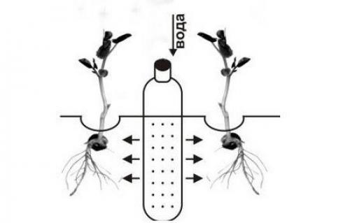 Принцип работы и преимущества системы капельного полива на даче. 03 Принцип работы и преимущества системы капельного полива на даче. 03