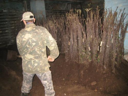 Хранение саженцев кустарников зимой. 02