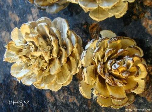 Как отбелить сосновые шишки. 01