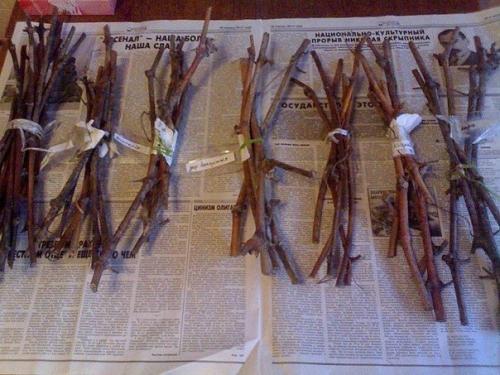 Как размножить смородину зимой. 03 Как размножить смородину зимой. 03