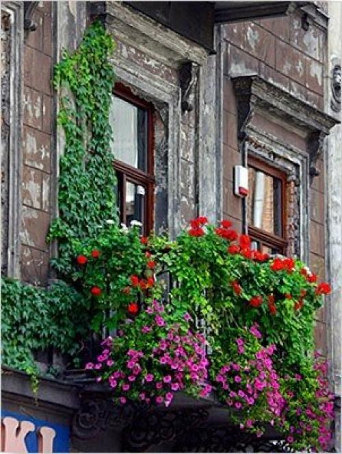 Озеленение балкона, лоджии, террасы. 07 Озеленение балкона, лоджии, террасы. 07