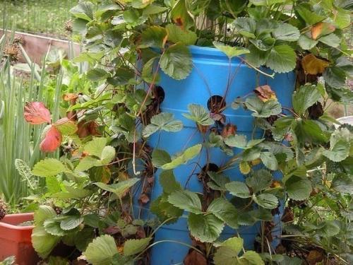 Клубника в бочке - красиво и вкусно. 03