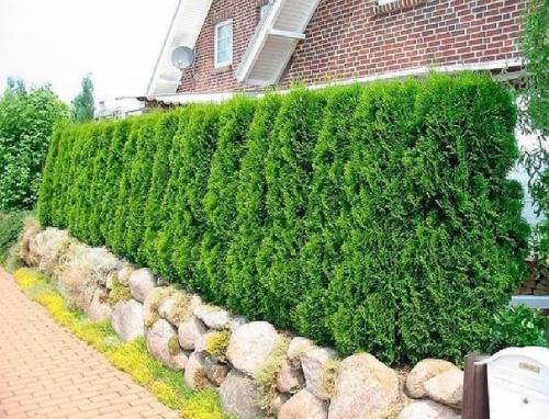 Одним из способов укрыться от любопытных глаз соседей может быть установка живой изгороди. 01