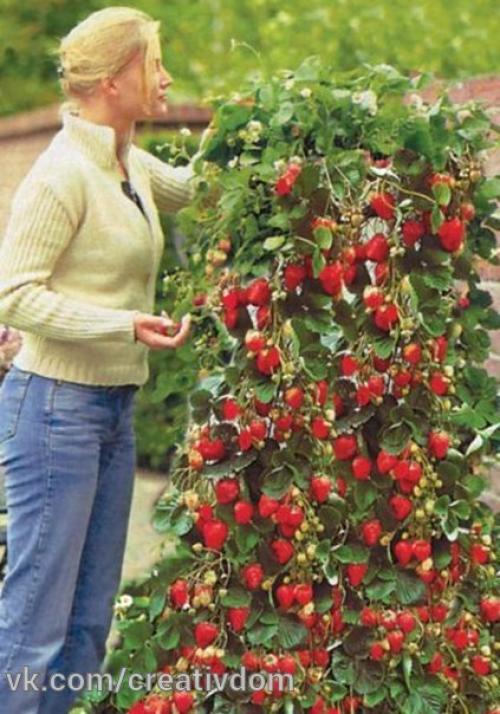 Клубника в бочке - красиво и вкусно! 04