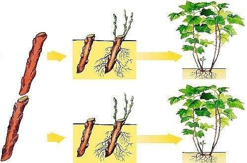 Как размножить смородину зимой. 02 Как размножить смородину зимой. 02