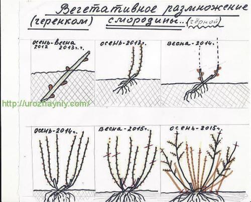 Как обрезать смородину весной для начинающих схемы с подробным описанием