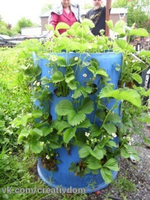 Клубника в бочке - красиво и вкусно! 02