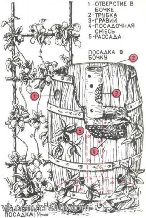 Клубника в бочке - красиво и вкусно! 03