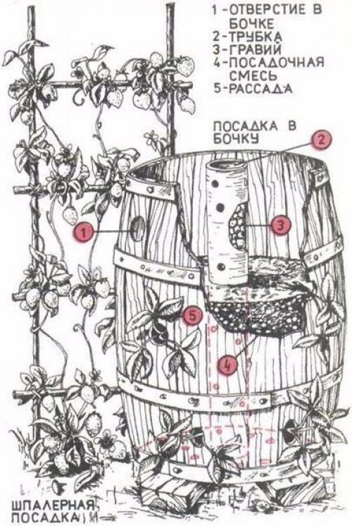 Клубника в бочке - красиво и вкусно. 01