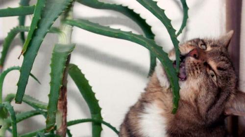 Владельцам кошек хорошо известно, насколько заманчивыми для пушистых питомцев могут быть растения. 03