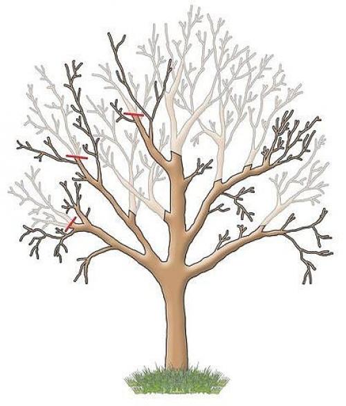 Обрезка садовых деревьев. 01