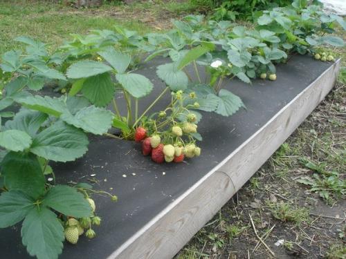 Наш герой сегодня - Игорь Николаевич лядов. 08