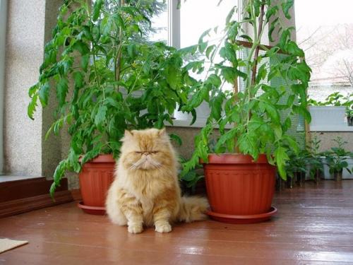 Владельцам кошек хорошо известно, насколько заманчивыми для пушистых питомцев могут быть растения. 01