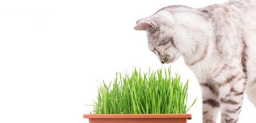 Владельцам кошек хорошо известно, насколько заманчивыми для пушистых питомцев могут быть растения. 02