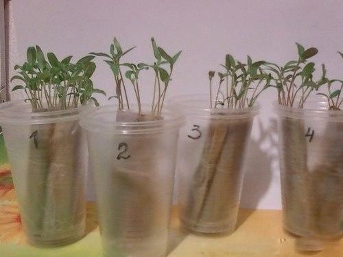 Мы выращиваем рассаду без земли, на полоске из целлофанового пакета. 07 Мы выращиваем рассаду без земли, на полоске из целлофанового пакета. 07