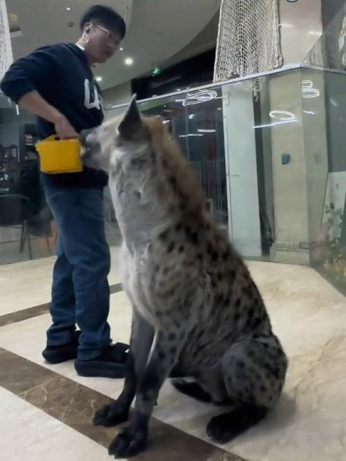 Размеры впечатляют пятнистой гиены. 02