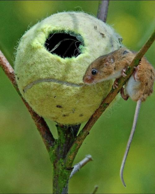 55 000 теннисных мячей после турнира уимблдон получают вторую жизнь. 02