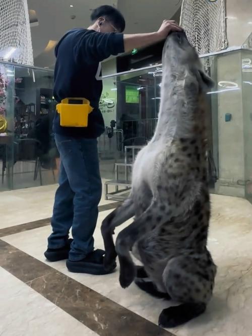 Размеры впечатляют пятнистой гиены.  