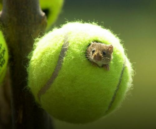 55 000 теннисных мячей после турнира уимблдон получают вторую жизнь.  