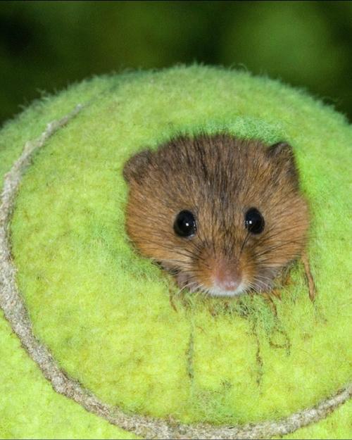 55 000 теннисных мячей после турнира уимблдон получают вторую жизнь. 04