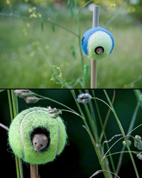 55 000 теннисных мячей после турнира уимблдон получают вторую жизнь. 01