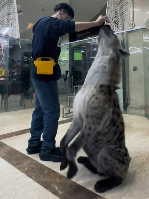 Размеры впечатляют пятнистой гиены. 01