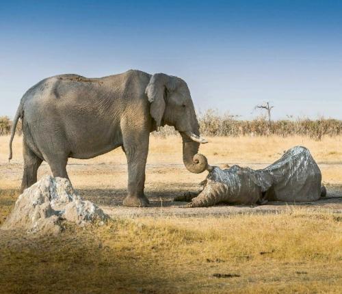 Интересный факт о слонах.

