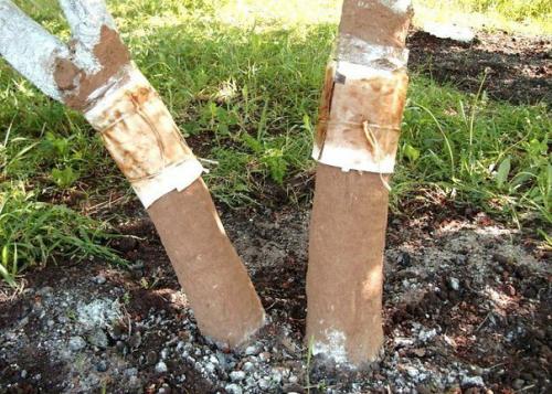 Ловчие пояса на плодовых деревьях от плодожорки. 04