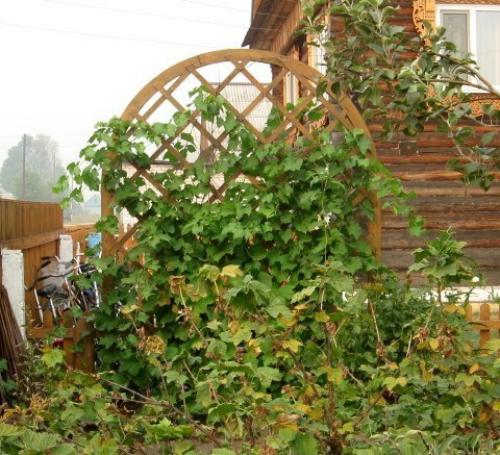 Шпалера для цветов! 02