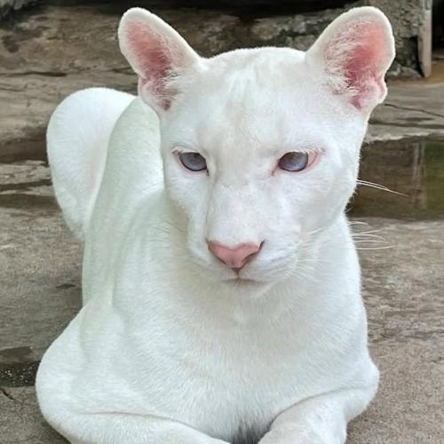 Уровень редкости: запредельный. 01