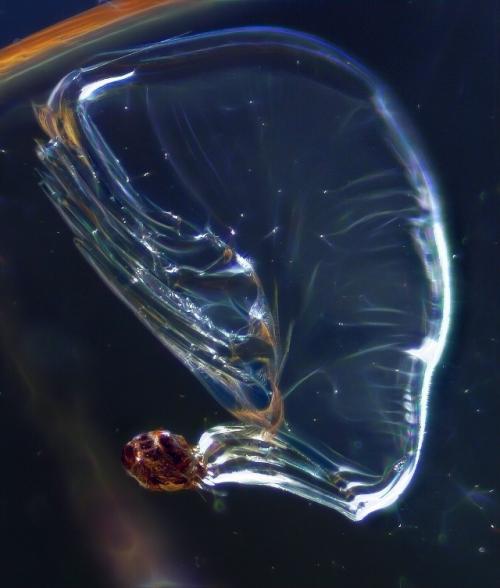 Последний выдох.

Фото древнего (35 млн лет) клеща с пузырьком воздуха в янтаре. 

