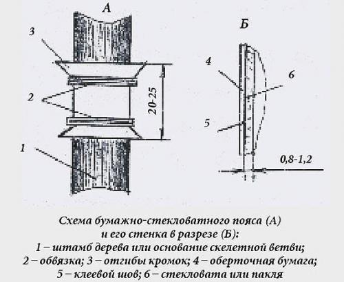 Ловчие пояса на плодовых деревьях от плодожорки. 03