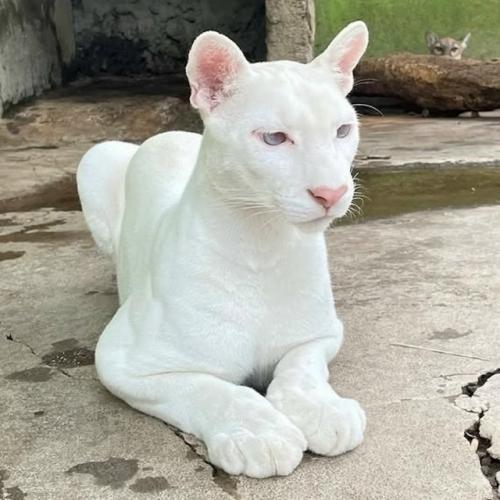 Уровень редкости: запредельный. 02