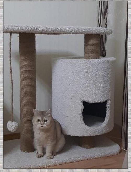 Уютный дом. Для любимого кота. 01