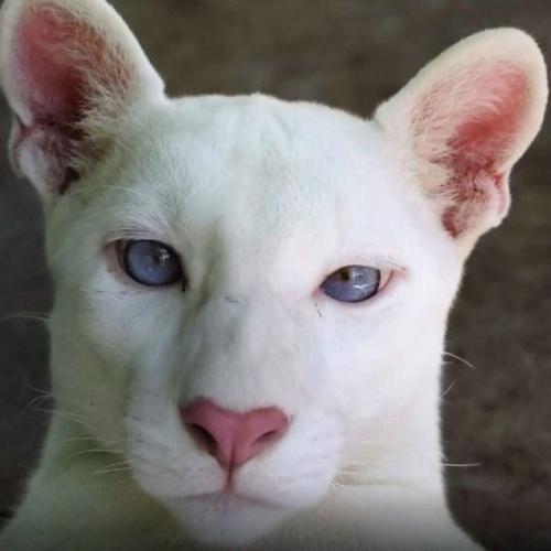 Уровень редкости: запредельный.

