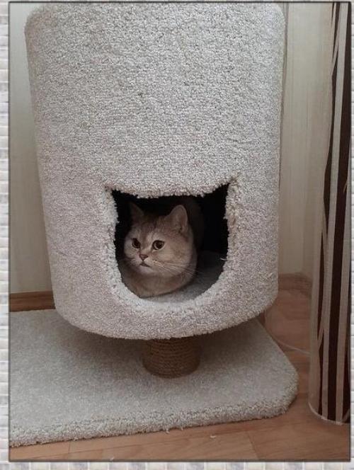 Уютный дом. Для любимого кота. 03