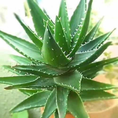 Четыре комнатных растения, которые должны быть в каждой квартире. 03 Четыре комнатных растения, которые должны быть в каждой квартире. 03