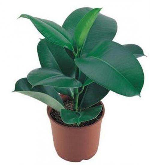 Четыре комнатных растения, которые должны быть в каждой квартире. 01 Четыре комнатных растения, которые должны быть в каждой квартире. 01