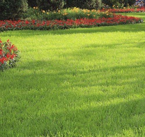 Как создать идеальный газон на своем участке. 01 Как создать идеальный газон на своем участке. 01