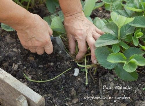 Клубника: уход после сбора урожая. 01 Клубника: уход после сбора урожая. 01
