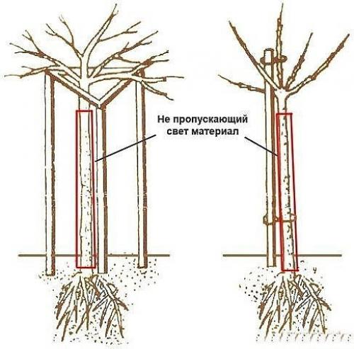 Как сделать из смородины и крыжовника деревце штамбовой формы. 02 Как сделать из смородины и крыжовника деревце штамбовой формы. 02