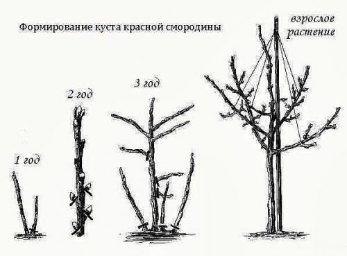 Как сделать из смородины и крыжовника деревце штамбовой формы. 01 Как сделать из смородины и крыжовника деревце штамбовой формы. 01