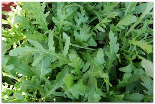 Руккола. Особенности ухода. 01 Руккола. Особенности ухода. 01