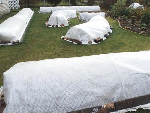 Розы. Укрытие на зиму. 01 Розы. Укрытие на зиму. 01