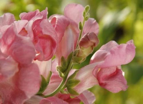 Однолетники: посев под зиму. 09