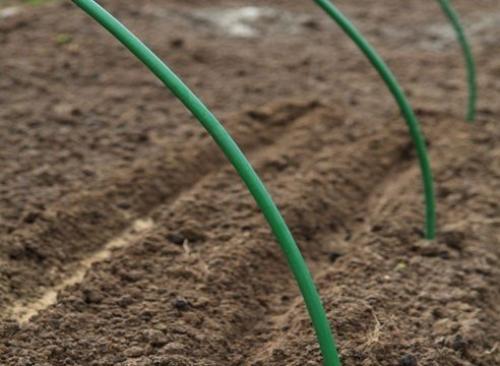 Однолетники: посев под зиму. 03