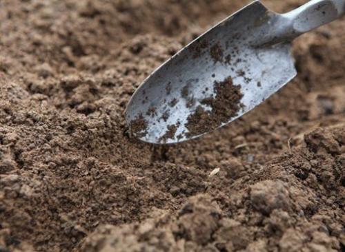 Однолетники: посев под зиму. 05